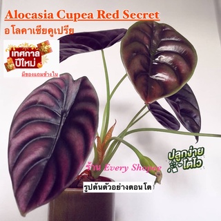 ภาพหน้าปกสินค้าอโลคาเซีย คูเปรียเรด ซี เครท (Alocasia Cupear Red Secret) ไม้เนื้อเยื่อ อนุบบาลแล้ว ในกระถาง 3-4 นิ้ว ที่เกี่ยวข้อง