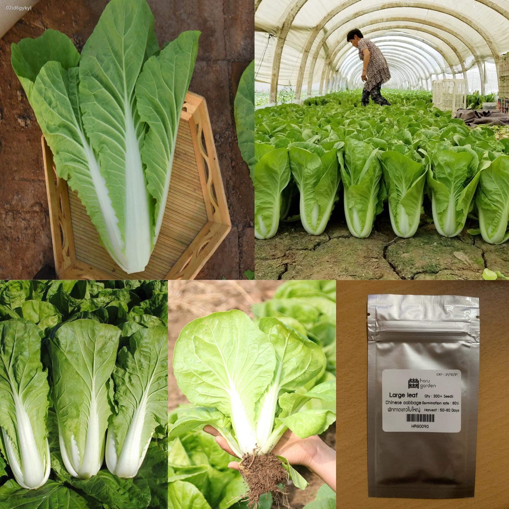 เมล็ด-เมล็ดผักกาดขาว-chinese-cabbage-seed-เมล็ดผัก-ผักกาดขาว-ใบใหญ่-เมล็ดผักสลัด-เมล็ดพันธุ์-300-เมล็ด