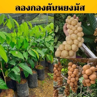 ลองกองตันหยงมัสแท้ เสียบยอดถุงใหญ่60-70ซม.