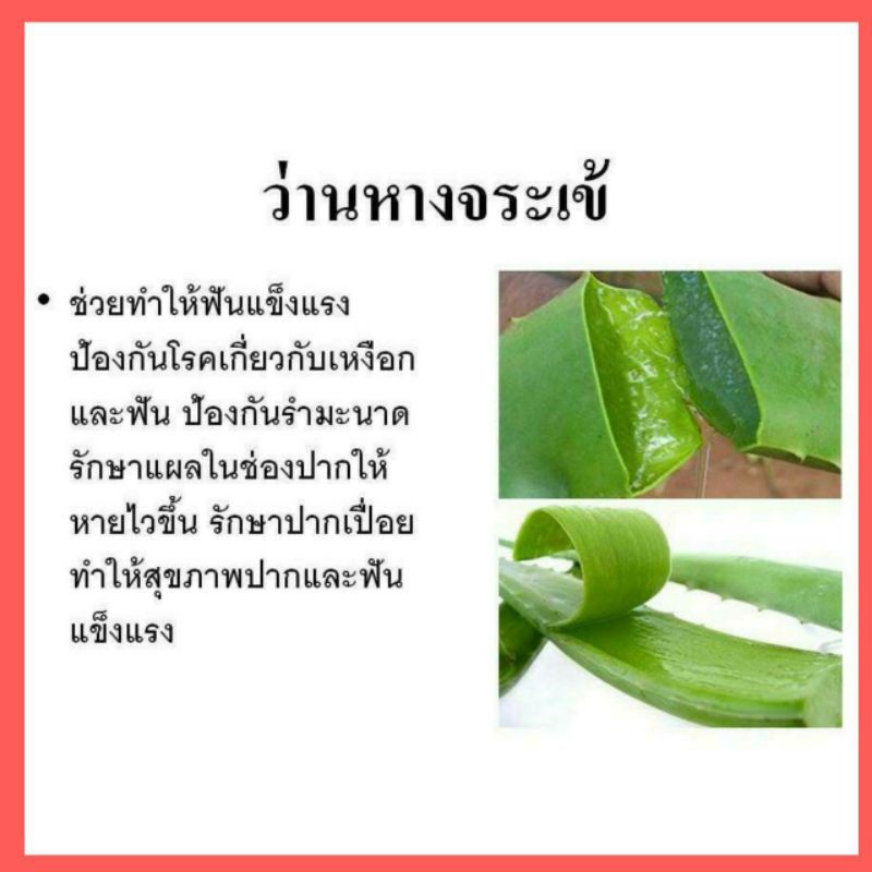 ยาสีพันผสมราสเบอรรี่สีดำ-ume-gold-herbs-ราคาประหยัด