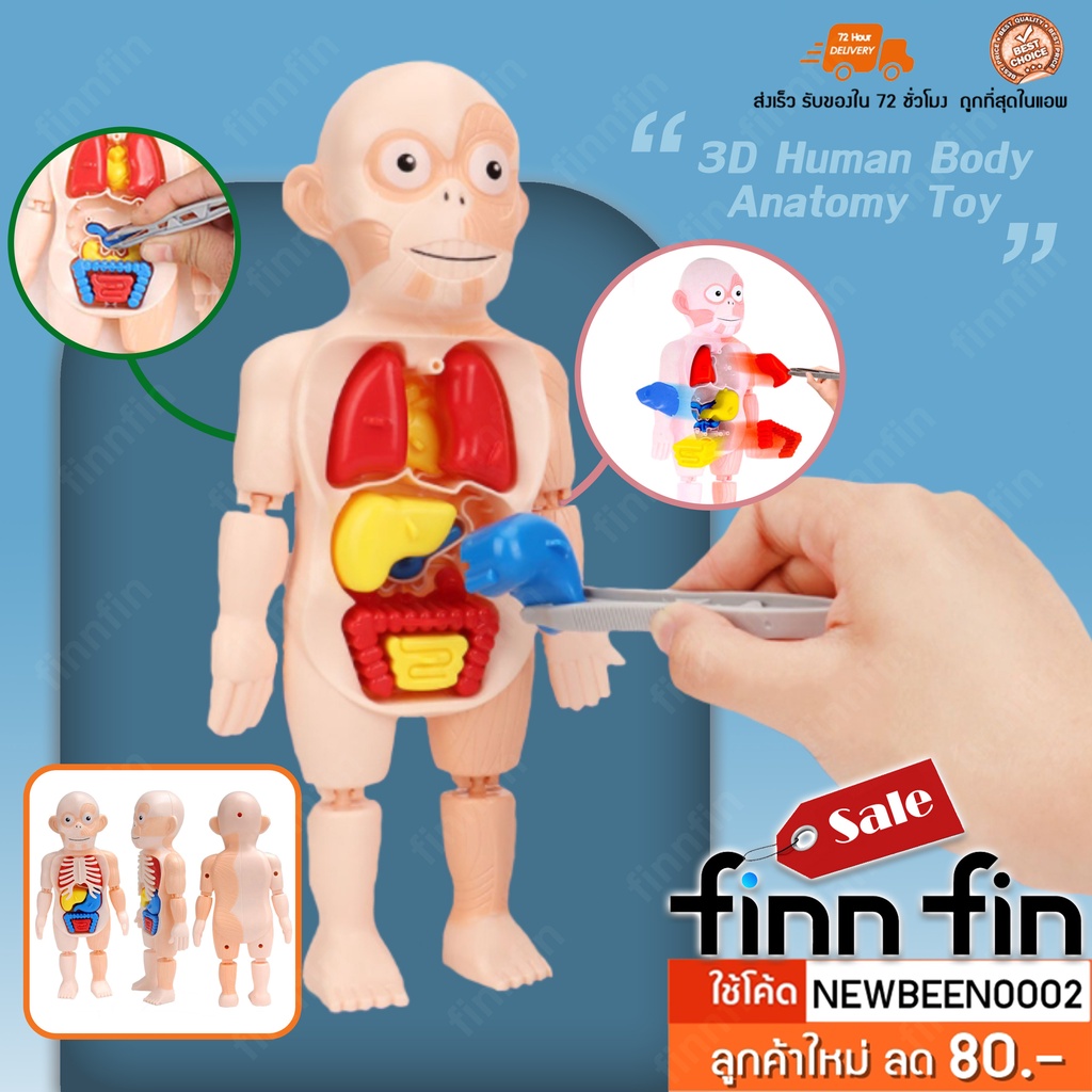 Human Body Anatomy Toy โมเดลจำลองร่างมนุษย์ ของเล่นวิทยาศาสตร์ ของเล่น ...