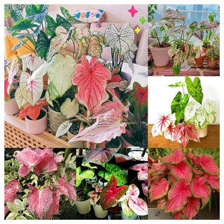 02id6gykylบอนสี 100เมล็ด Mixed Colors Caladium Seeds Flower Seed บอนสีหายาก ต้นไม้บอลสี ต้นไม้มงคล ต้นไม้ฟอกอากาศ เมล็ดด