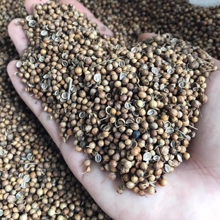 เมล็ดพันธุ์ผักชีไทย เม็ดผักชี ขนาด 1 กิโลกรัม Coraninder seed / ลูกผักชี เมล็ดผักชี อ.ฝาง จ.เชียงใหม่ เมล็ดผักชีนำมาใ...