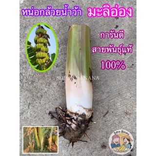 ภาพหน้าปกสินค้าหน่อกล้วยน้ำว้าสายพันธุ์ มะลิอ่อง กล้วยโบราณ สายพันธุ์แท้ 100% ซึ่งคุณอาจชอบราคาและรีวิวของสินค้านี้