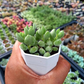 (ลดเพิ่ม 50% สูงสุด 100 ใส่โค้ด INCLV33) Cotyledon pendens/กุหลาบหิน/ไม้อวบน้ำ/กระถาลสองนิ้วส่งพร้อมกระถาง