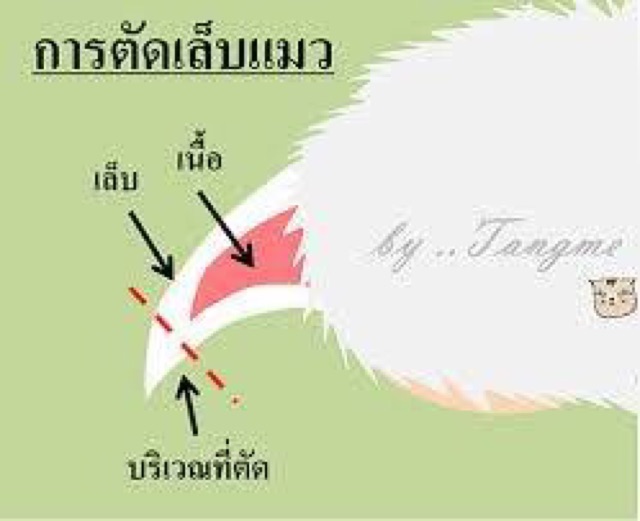 กรรไกรตัดเล็บ-สัตว์เลี้ยง-สุนัขและแมว