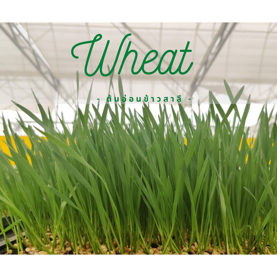 wheat-ต้นอ่อนข้าวสาลี-ขนาด-300-กรัม-6-900-เมล็ด-ราคา-199-บาท