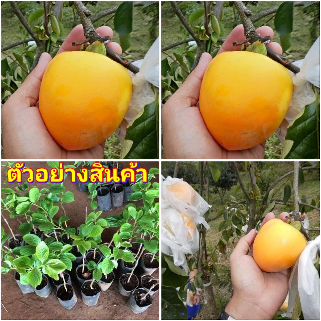 1ต้น-vาย-ต้นพันธุ์-ต้น-ลูกพลับหวาน-ยามาโตะ-yamato-akira-persimmon-ลูกพลับ-หวาน-ต้นลูกพลับ-ต้นพลับ-ไร่อิงดาว