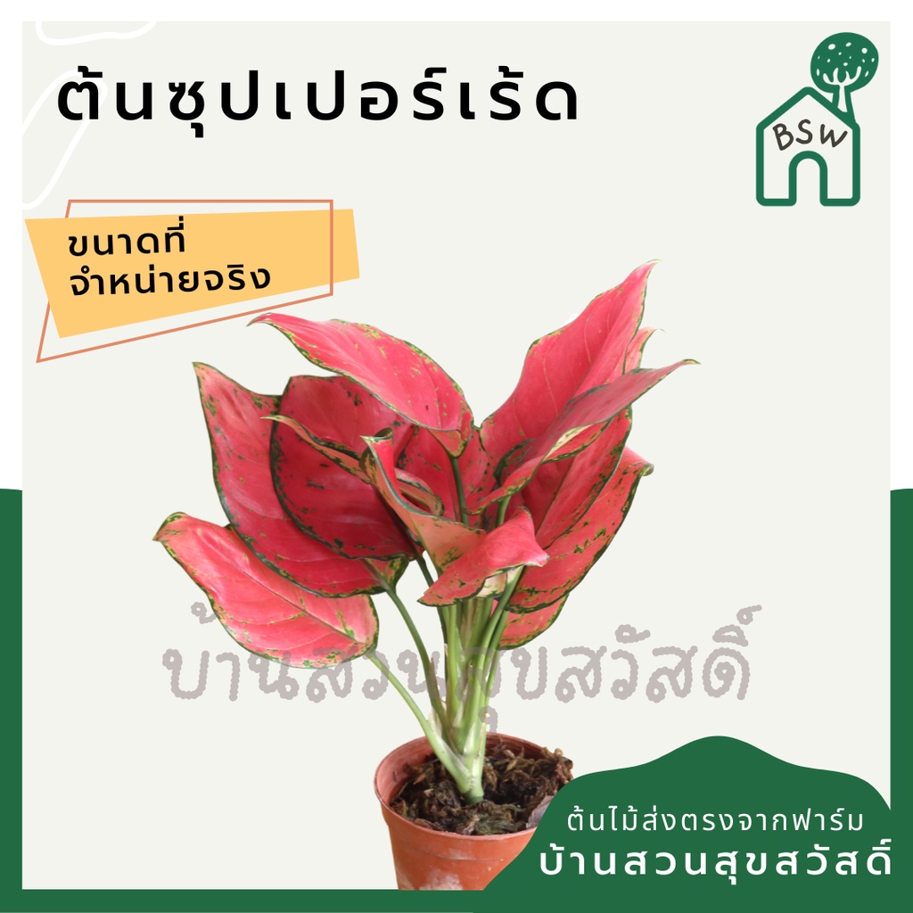 ซุปเปอร์เร้ด-ในกระถางพร้อมตั้ง