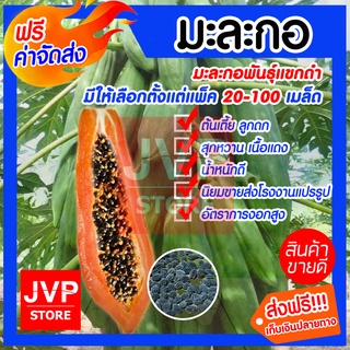 **ส่งฟรี**เมล็ดมะละกอพันธุ์แขกดำ มีให้เลือกตั้งแตด (Papaya seeds) ปลูกง่าย  ต้นเตี้ยก （นี่มันเมล็ดพืช ไม่ใช่พืช!）