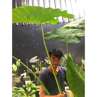 Colocasia Esculentum var. aquatilis Hassk. จัดส่งแบบตัดใบต้นโตตามภาพ