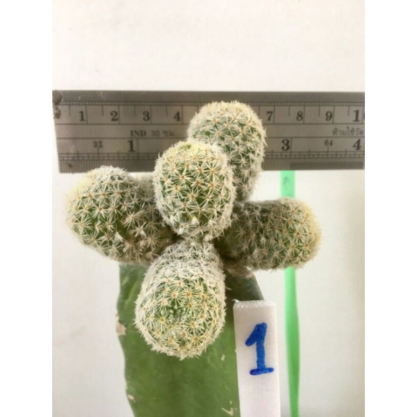 cactusแมมกรีเซเร่กราฟ
