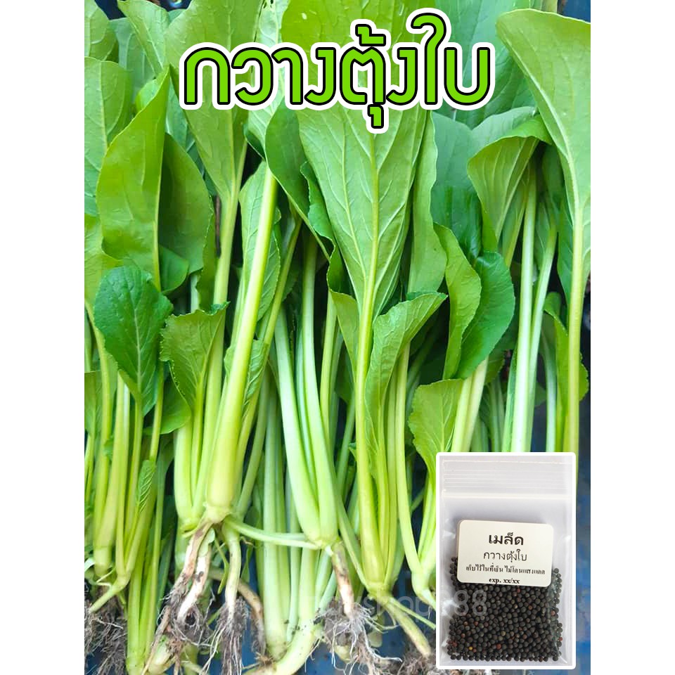 เมล็ดพันธุ์-กวางตุ้งใบ-เมล็ดกวางตุ้ง-1000-เมล็ด-10-แถม-1-คละได้