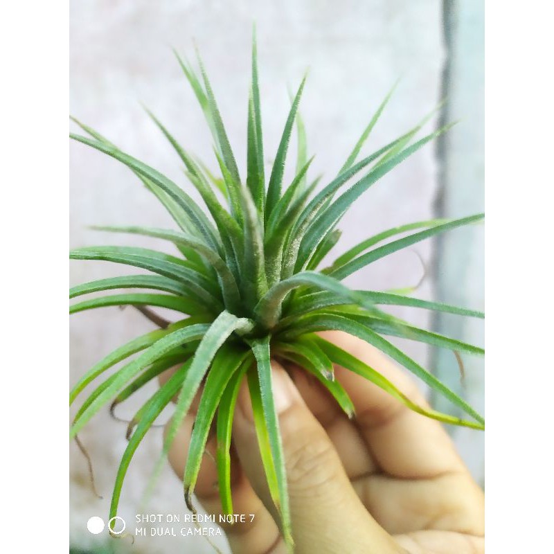 tillandsia-ionantha-fuego-สับปะรดอากาศ-ทิลแลนด์เซีย-ไอโอนันทา-ดอกสีม่วง