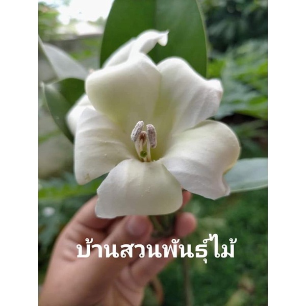 ต้นแก้วมุกดา-บ้านสวนพันธุ์ไม้