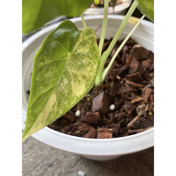 อโลคาเซียหูช้างด่างเหลือง-alocasia-gageana-aura-variegated