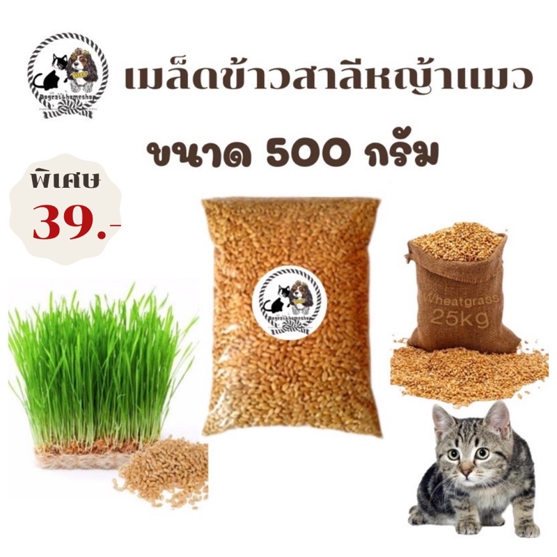 หญ้าแมว-เมล็ดข้าวสาลี-ทานได้ทั้งกระต่ายและสุนัข-ขนาด500g-ราคา39บาทค่าส่ง22-มีชำระปลายทาง