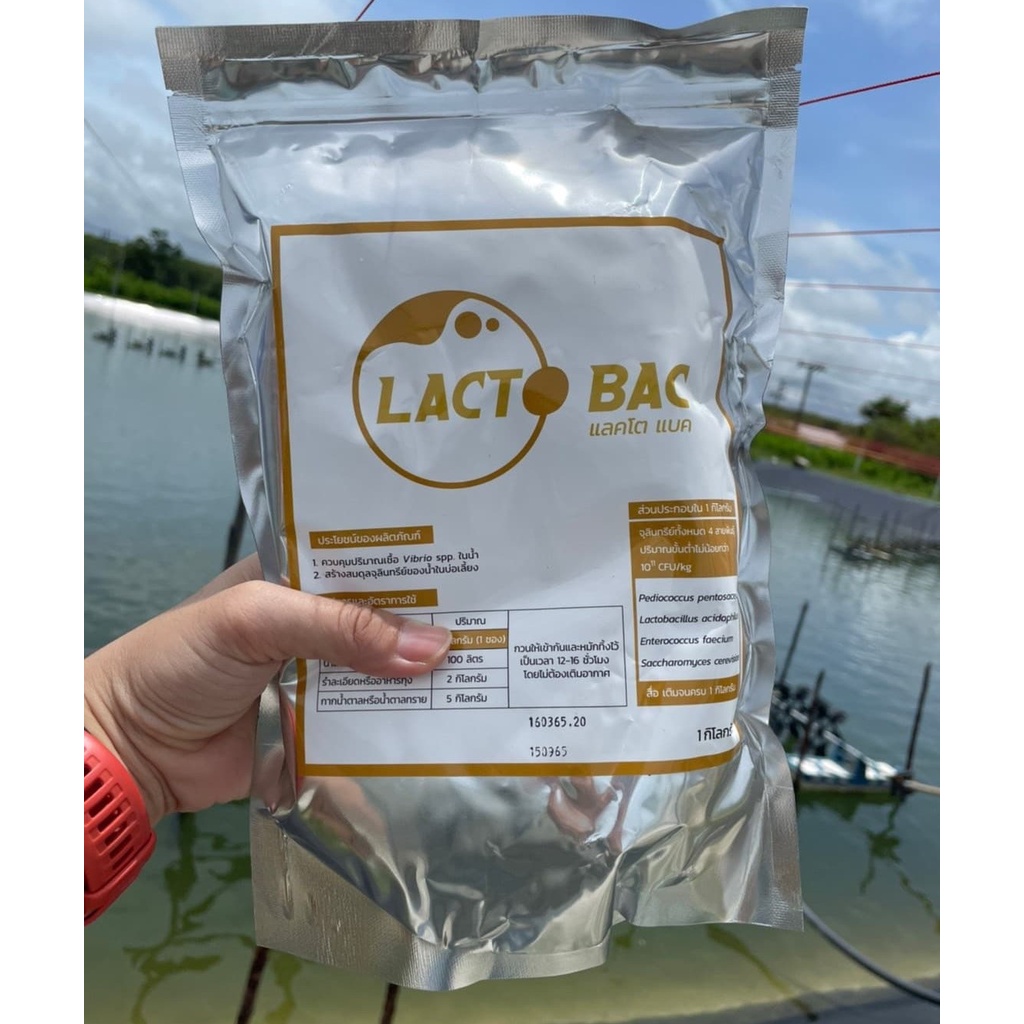 จุลินทรีย์-แลคโต-แบค-lacto-bac-แก้กุ้งเป็นขี้ขาว-มีจุลินทรีย์แลคโตบาซิลลัส-ช่วยเบียดเชื้อที่ไม่ดีออกไป