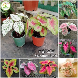 บอนสี 100เมล็ด Mixed Colors Caladium Seeds Flower Seed บอนสีหายาก ต้นไม้บอลสี ต้นไม้มงคล ต้นไม้ฟอกอากาศ เมล็ดดอกไม้ ต้นไ