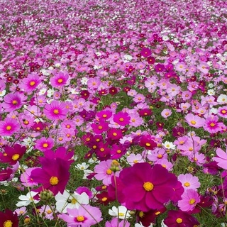 ภาพหน้าปกสินค้าเมล็ดดอกไม้ คอสมอส,ดาวกระจายฝรั่ง,เมล็ดดาวกระจายคละสี (Mixed Cosmos Flower) 100 เมล็ด(ซื้อ4แถม1) ที่เกี่ยวข้อง