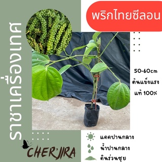 ต้นพริกไทยซีลอน ขนาด 50-60 cm พันธุ์แท้ 100%