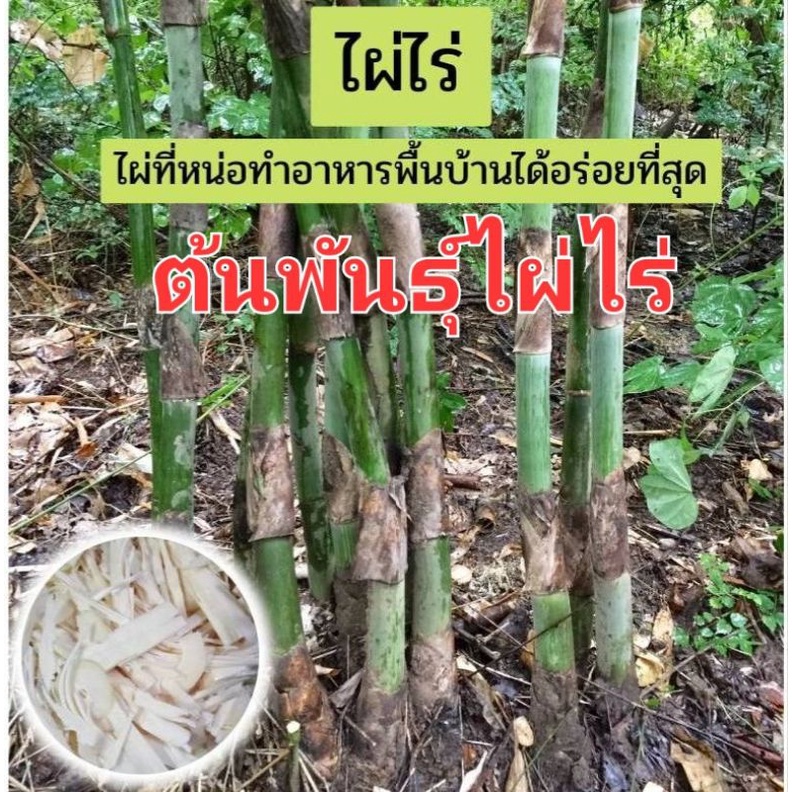 ต้นพันธุ์ไผ่ไร่-ไผ่ใช้ลำ-ไผ่กินหน่อ-ไผ่ไร่เป็นไผ่ที่หน่อทำอาหารพื้นบ้านได้อร่อยที่สุด-ลำตันเนื้อไม้เหนียว