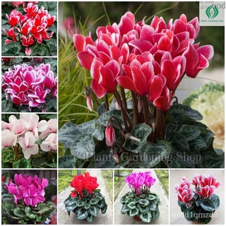 เมล็ดอวบอ้วน100%เมล็ดพันธุ์ ไซคลาเมน บอนสี Mixed Color Cyclamen Seeds Rabbit Ear Flower Seeds พันธุ์ดอกไม้ ดอกไม้จริง บร