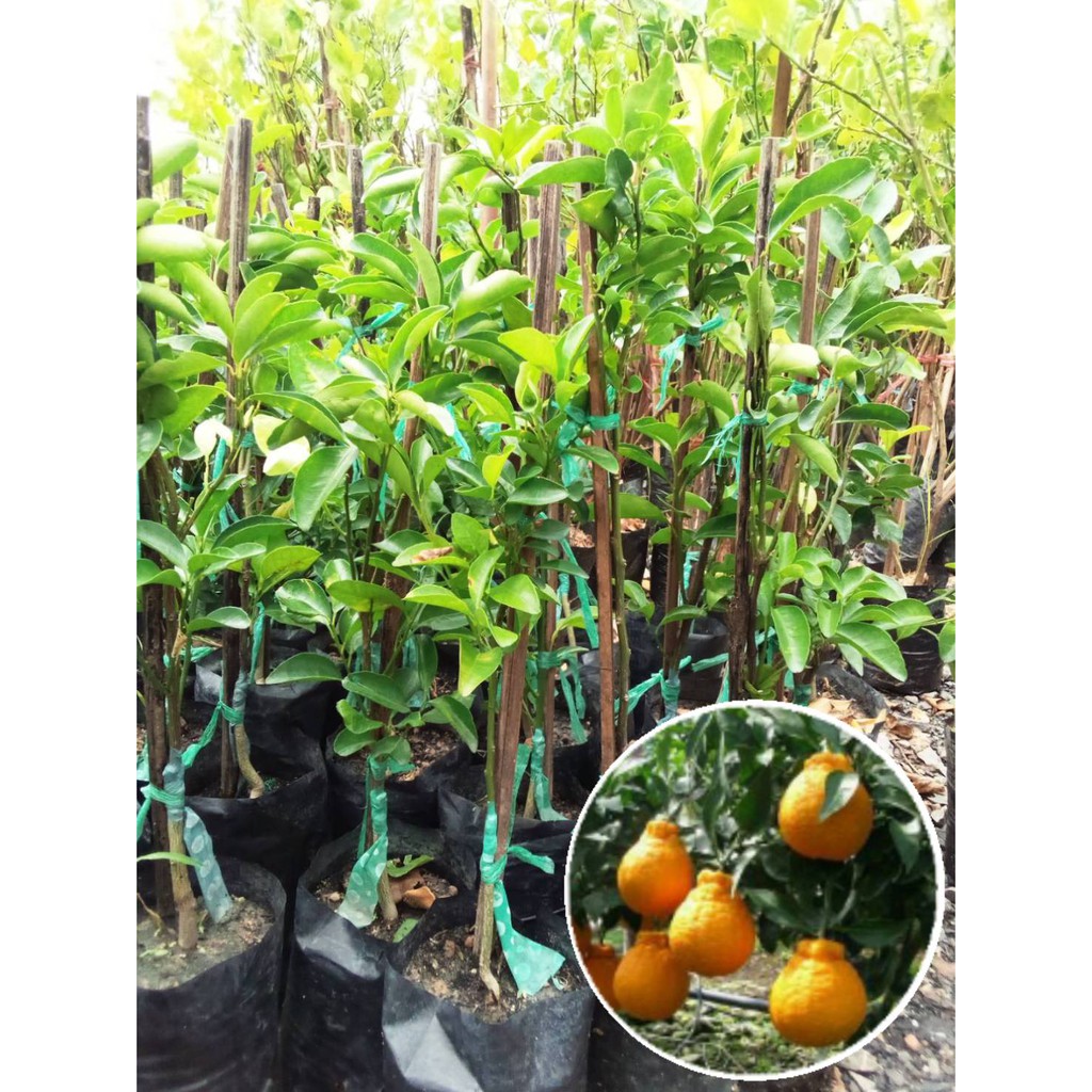 ต้นส้มเดกาปอง-ปลูกได้ทุกพื้นที่-หวาน-อร่อย-ผลแปลกตา-น่าชม-ลอกเปลือกทานได้-สูง-60-70-cm-1ต้น-แพ็ค