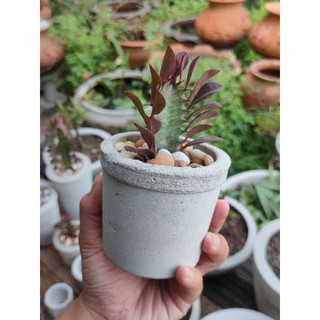 Euphorbia trigona rubra ต้นสลัดไดแดง