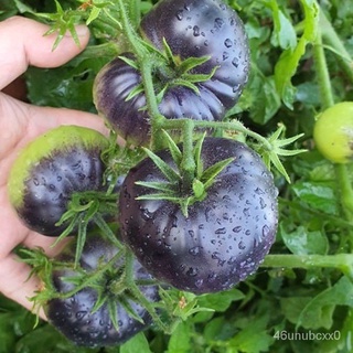（คุณภาพสูง เมล็ด）เมล็ดมะเขือเทศ แบล็คบิวตี้ (Black Beauty Tomato Seed) บรรจุ 3 เมล็ด คุณภาพดี ของแท้ 100% R1GS