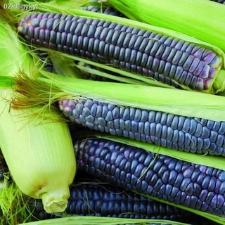 East-West Seed เมล็ดพันธุ์ข้าวโพด (Waxy corn seeds) บิ๊กไวท์ 852 F1 เมล็ดพันธุ์ผัก เมล็ดพันธุ์ ผักสวนครัว ข้าวโพด ตราศรแ