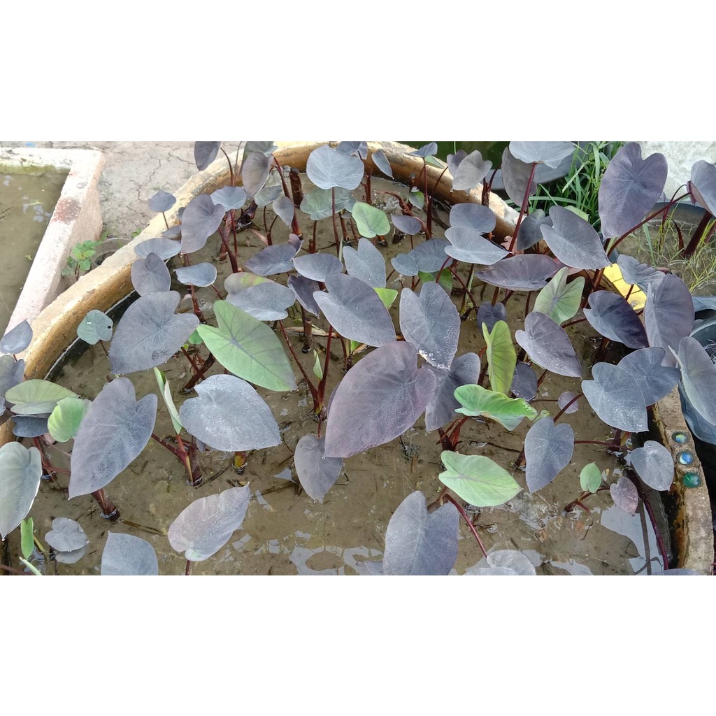 ภาพสินค้าบอนดำแบล็คเมจิก Colocasia Black Magic จากร้าน kafue_gaden บน Shopee ภาพที่ 2