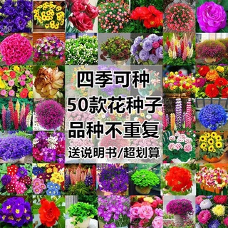 ขายร้อน50ซ้ำ Four Seasons Easy To Plant เมล็ดดอกไม้ Blooming热售50款不重复四季易种花种子花开不断