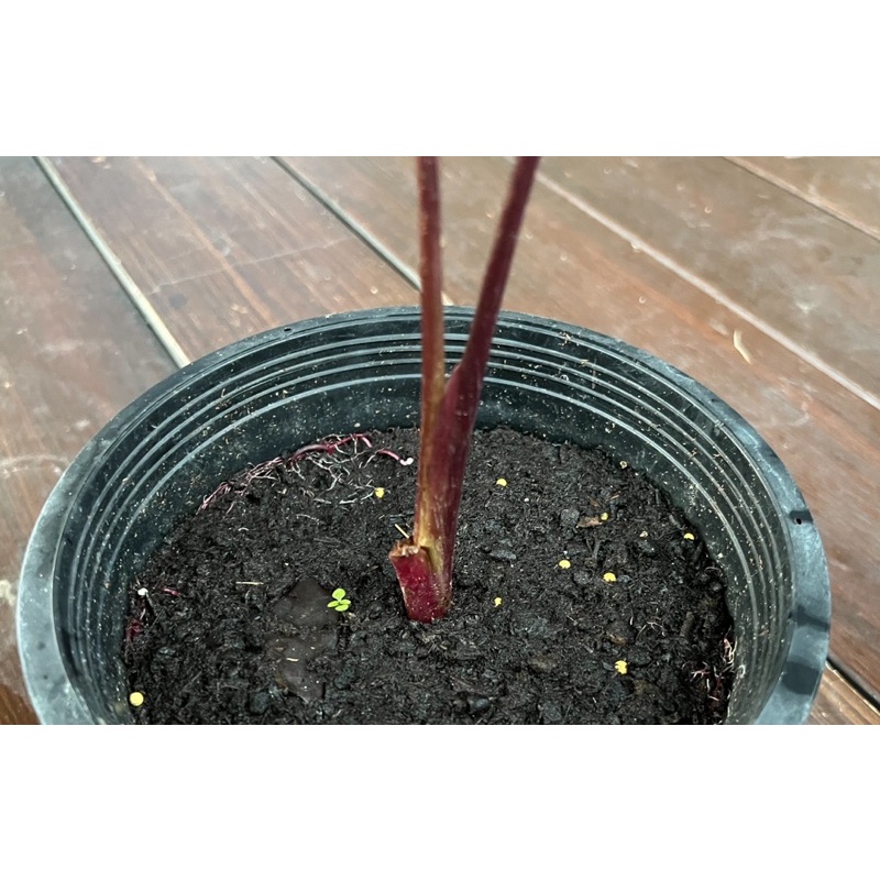 colocasia-kona-coffee