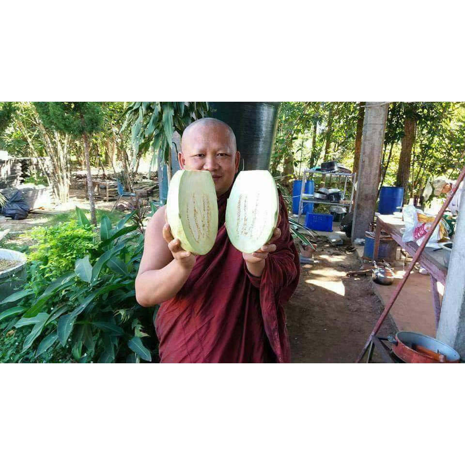 ขาย-เมล็ด-ต้น-มะเขือยักษ์-ใหญ่ที่สุดในเมืองไทย-มะเขือ-ผักสวนครัว-ตามรอยพ่อ