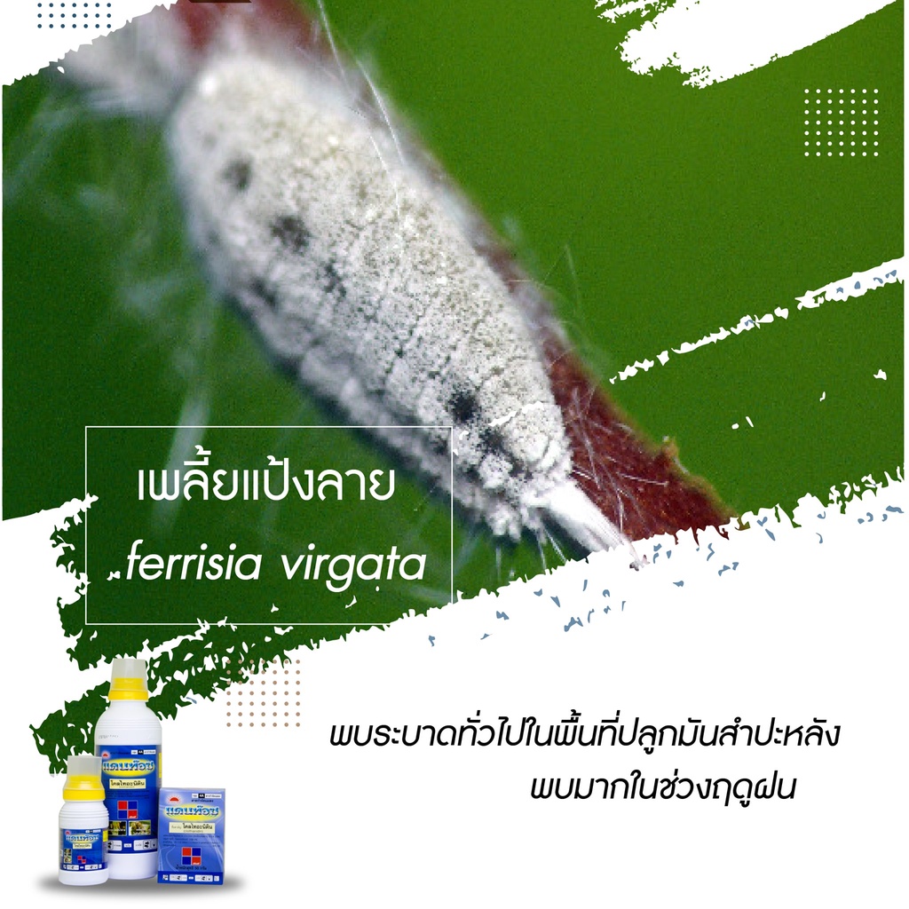 allaboutplants-แดนท๊อช-5g-โคลไทอะนิดิน-สารกำจัดแมลง-เพลี้ยไฟ-เพลี้ยแป้ง-เพลี้ยอ่อน-แมลงหวี่ขาว-หนอนชอนใบ