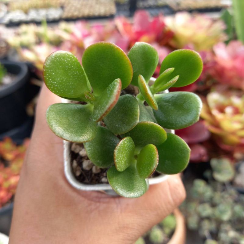 คลาสซูล่า-ต้นดูดทรัพย์-crassula-ovata-กระถางสองนิ้วส่งพร้อมกระถาง