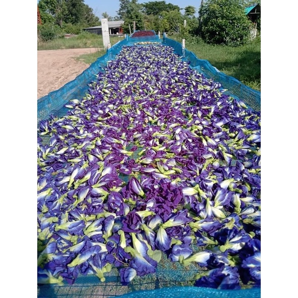 สินค้าขายดี-อันชันแห้ง-butterfly-pea-เกรดเอ-500กรัม