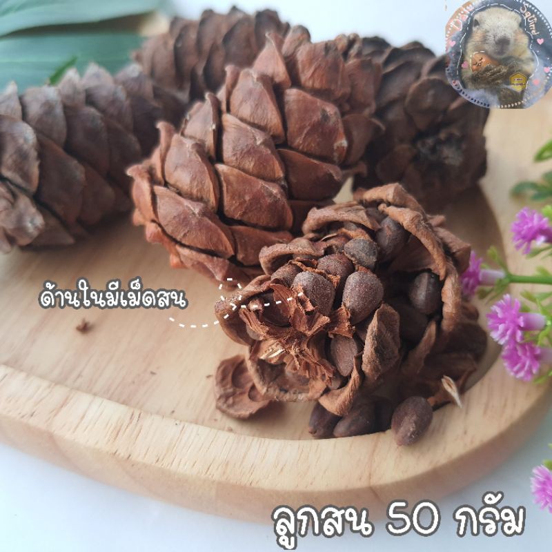 ลูกสน-pine-cone-50-กรัม-ลูกสนนำเข้า-แทะลับฟัน-ของแทะกระรอก-สำหรับ-สัตว์ฟันแทะ-กระรอก-นก-หนู