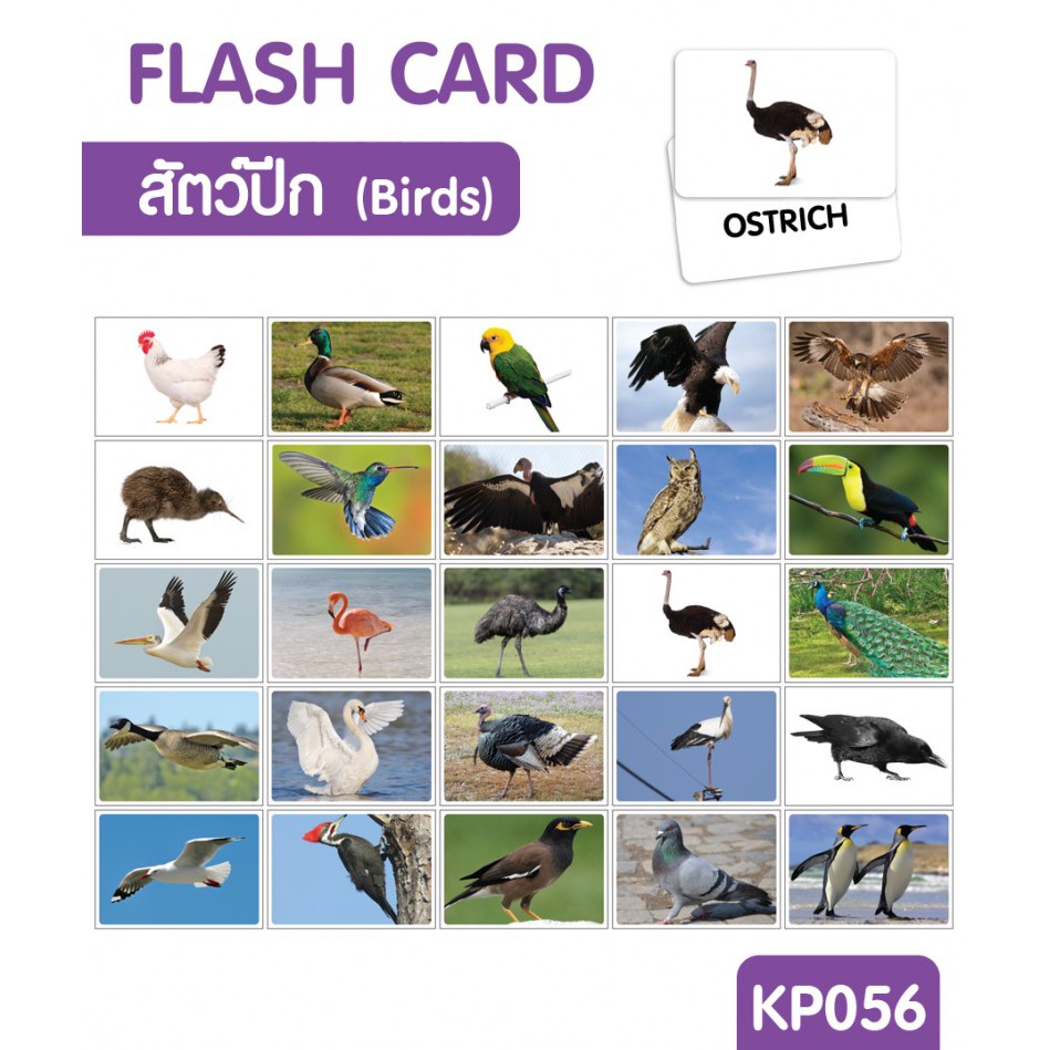 flashcard-แฟลชการ์ดสัตว์ปีก-birds