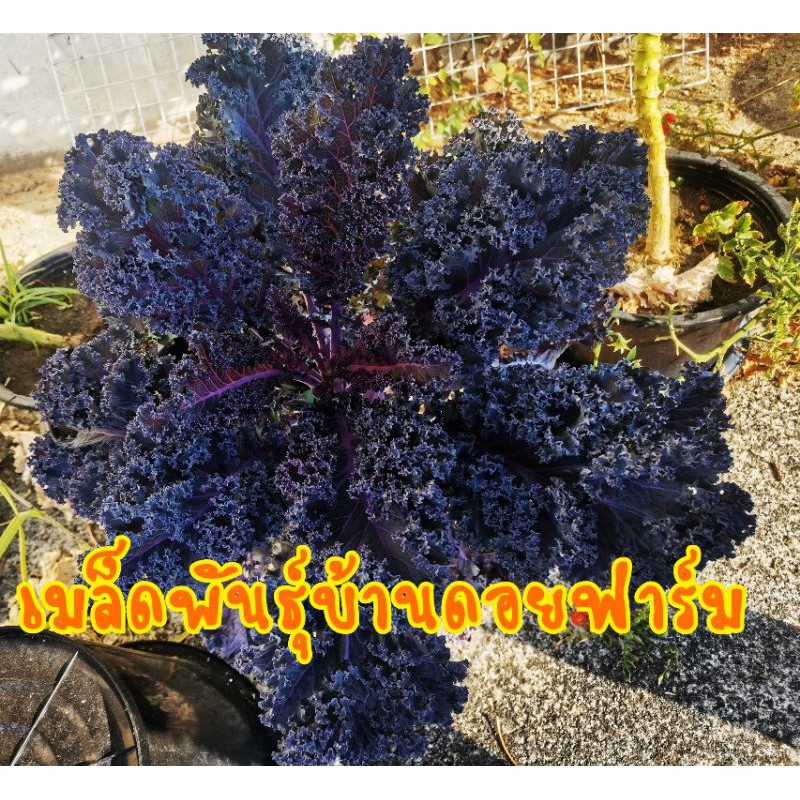 120-เมล็ด-เคล-ม่วง-คะน้าใบหยิกม่วง-สกาเล็ตop-kale-scarlet-op-เมล็ดพันธุ์