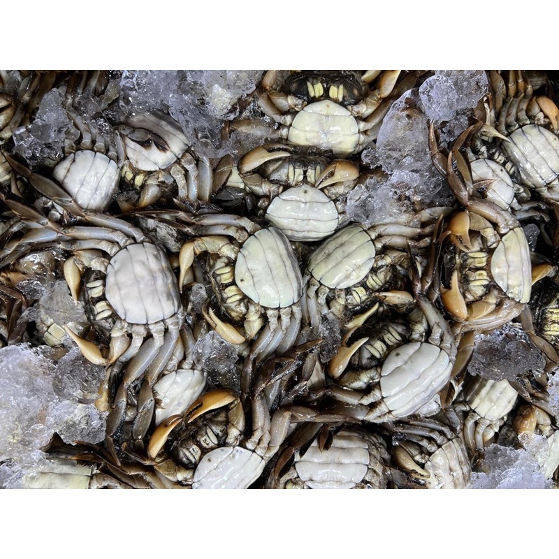 ภาพสินค้าปูแป้นดองน้ำปลาไข่ทุกตัว ตัวเมียล้วน 500 กรัม จากร้าน nooicyzaa บน Shopee ภาพที่ 8