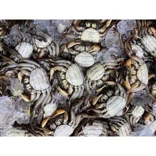 ภาพขนาดย่อของภาพหน้าปกสินค้าปูแป้นดองน้ำปลาไข่ทุกตัว ตัวเมียล้วน 500 กรัม จากร้าน nooicyzaa บน Shopee ภาพที่ 8
