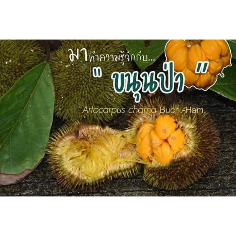 ต้นขนุนป่า-บ้านสวนพันธุ์ไม้