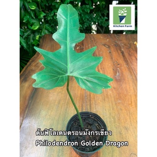 ต้นฟิโลเดรนดอนมังกรเขียว ฟิโลเดรนดอน มังกรเขียว | Philodendron Golden Dragon