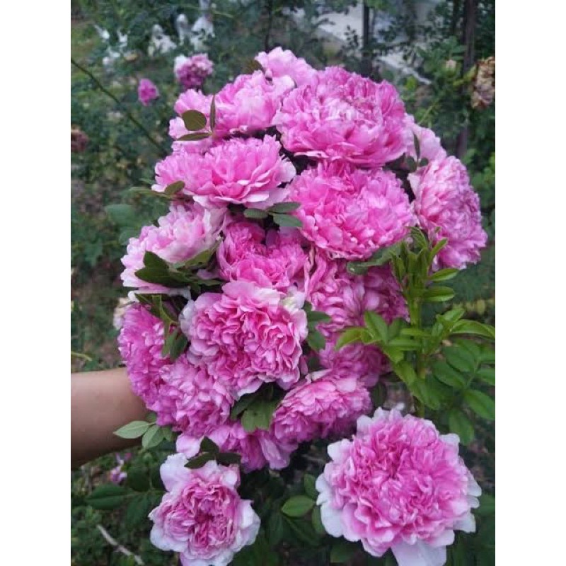 กุหลาบ Roxburghii กุหลาบเลื้อยใบมะขาม ดอกสวยอึดทนมาก | Shopee Thailand