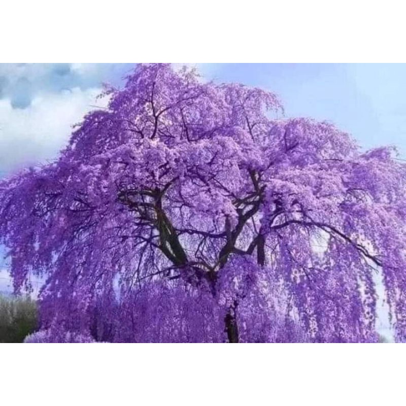 ต้น-jacaranda-australia-ดอกช่อสีม่วงสวยงาม