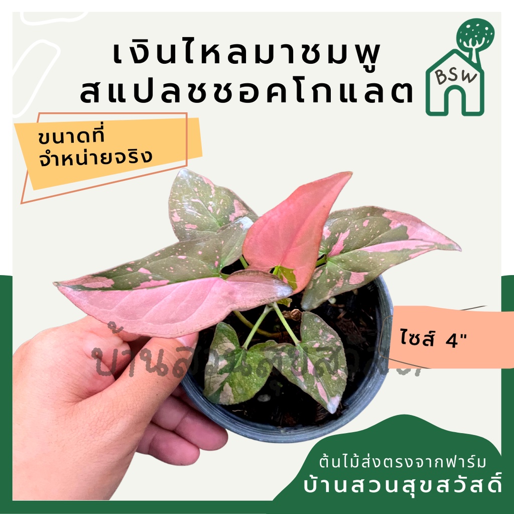 เงินไหลมาด่างชมพูชอคโกแลต-กระถาง-4-นิ้ว-syngonium-สีสวยหวาน-เงินไหลมาด่างชมพู