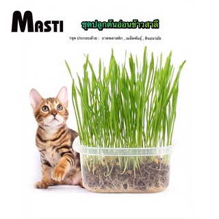 ภาพหน้าปกสินค้าMASTI ส่งจากไทย!! ขนมแมว ชุดหญ้าแมว (รวมกล่อง + ดิน1 ห่อ + เมล็ดพืช 1 ห่อ) ข้าวสาลีออร์แกนิคพันธ์ฝาง (หญ้าแมว)พร้อมปลูกLI0244 ที่เกี่ยวข้อง