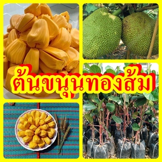 สินค้า ขนุนทองส้ม เนื้อสุกสีเหลืองทอง หอม หวาน ต้นพันธุ์ทาบกิ่งสูง 40-50 ซม.แข็งแรงพร้อมปลูก รับประกันพันธุ์แท้ 100%